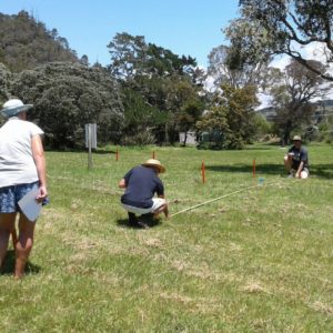 Hahei Beach Coromandel Memorial Garden Marking Out The Site
